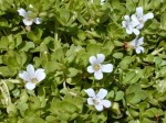 Bacopa_monnieri.jpg